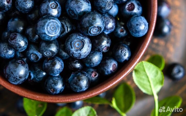 Черника свежая