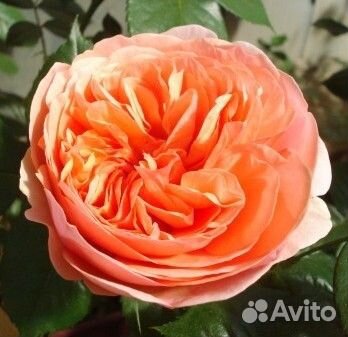 Роза Коин чайно-гибридная (Сербия Imperial Rose) Э