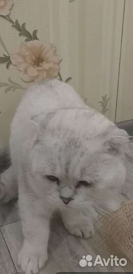 Шотландский вязка