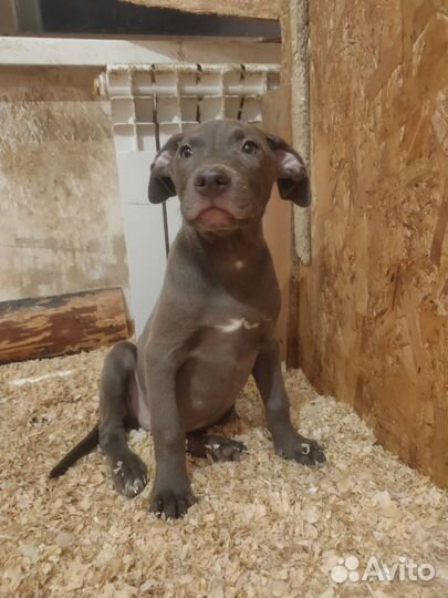 Американский питбультерьер щенки