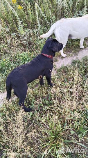 Лабродетки