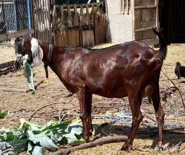 Коза дойная, покрытая, козел камори, козлята