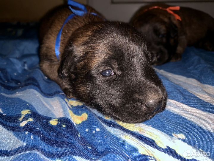 Щенки бельгийской овчарки малинуа с родословной