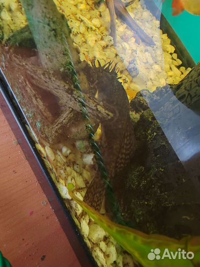 Аквариум с рыбками