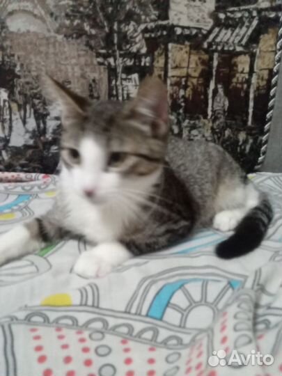 Котик в добрые руки