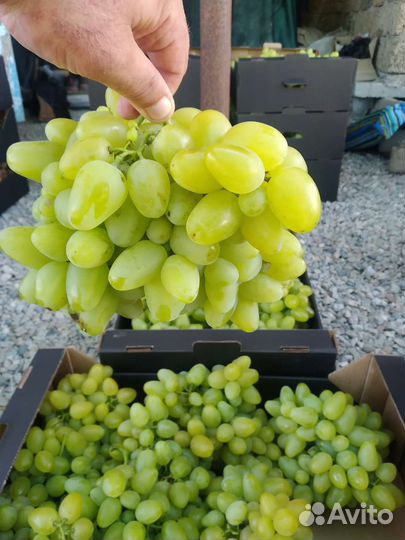 Виноград высший сорт