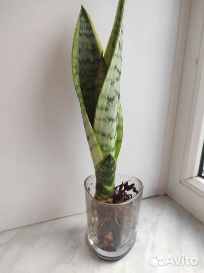 Сансевиерия (тещин язык)