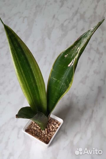 Сансевиерия сортовая Diamond Black