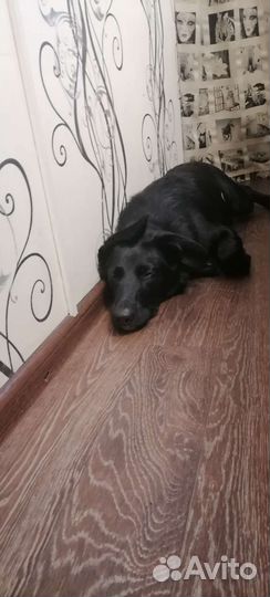 Собаки бесплатно в добрые руки