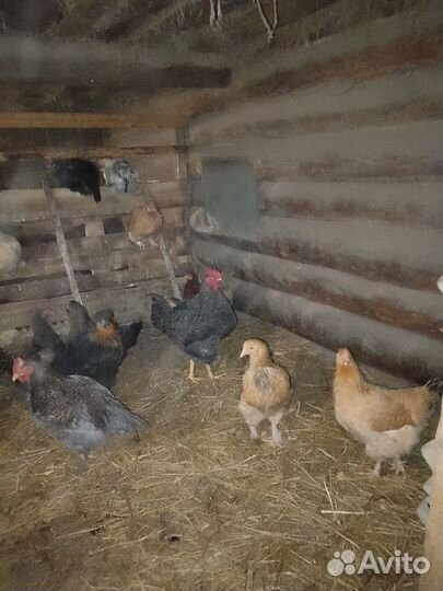 Молодые петухи