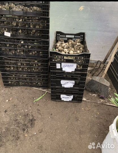 Луковица тюльпанов оптом 12;14+для выгонки