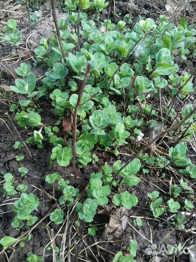 Мята/бергамот (монарда) саженцы