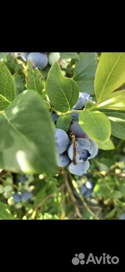 Растения для сада