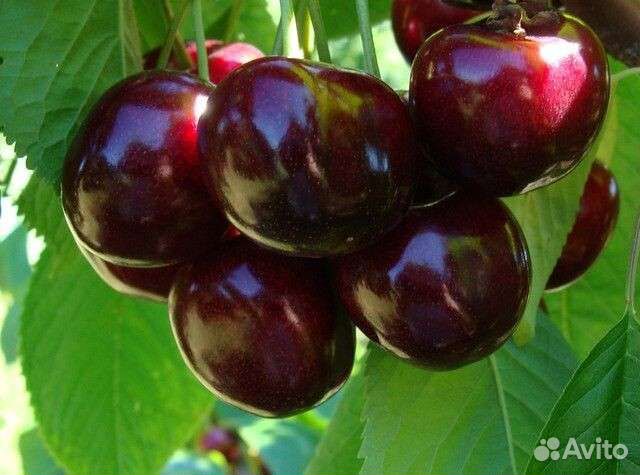 Саженцы плодовых деревьев