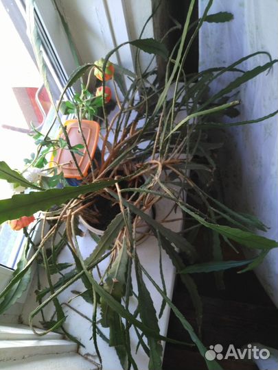 Ищем новый дом для комнатных растений