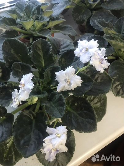 Фиалка в горшках