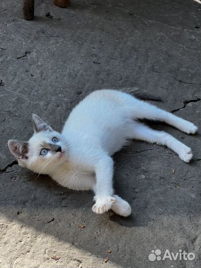 Сиамский котенок