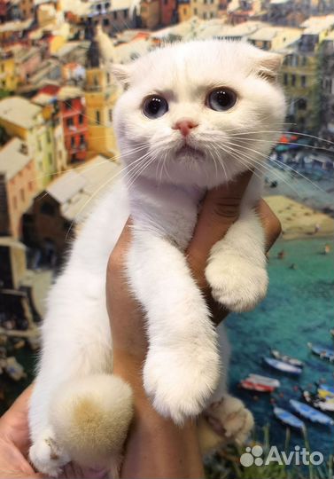 Шотландская кошечка