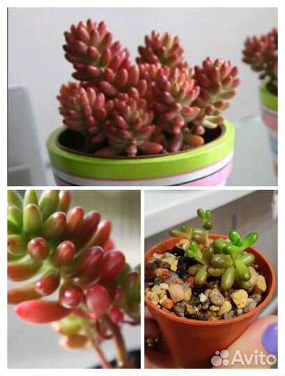 Суккуленты