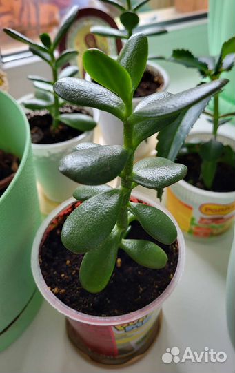 Каланхоэ, денежное дерево