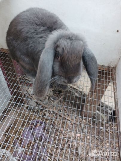 Кролик французский баран