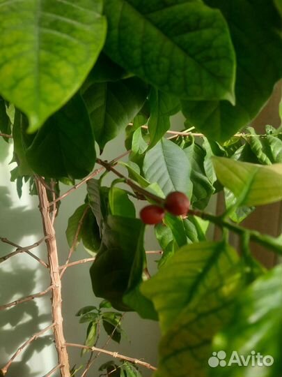 Бразильское дерево кофе