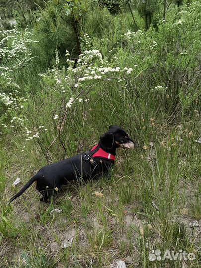 Кроличья такса