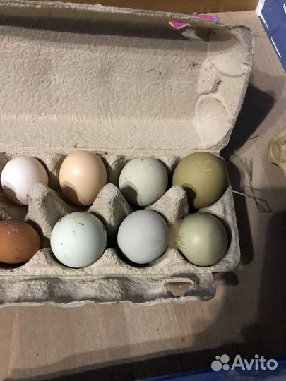 Инкубационное яйцо