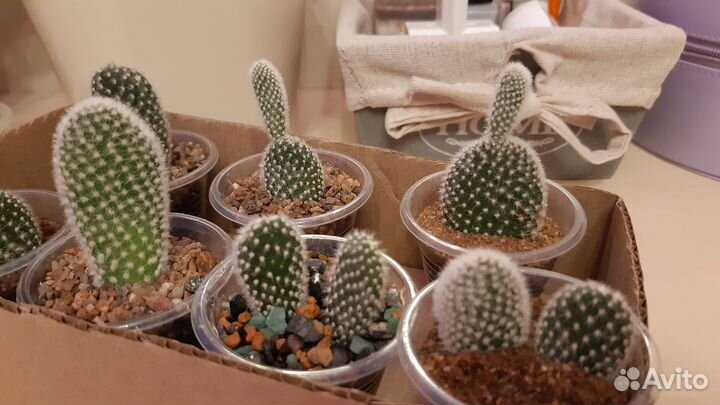 Кактус опунция