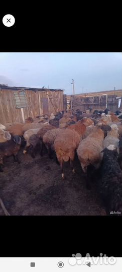 Барана для племени