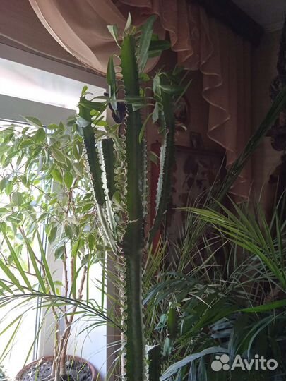 Фикус бенджамина, молочай, Замиокулькас, бегония