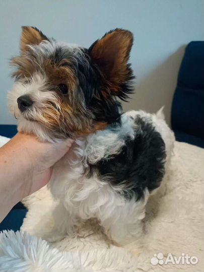 Бивер девочки Микро