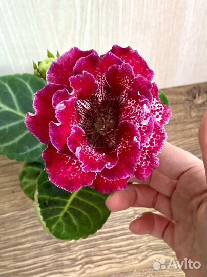 Глоксиния махровая детка «ен Витаминка»