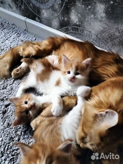 Мейн-кунятки