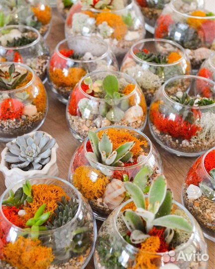 Суккуленты. Флорариум