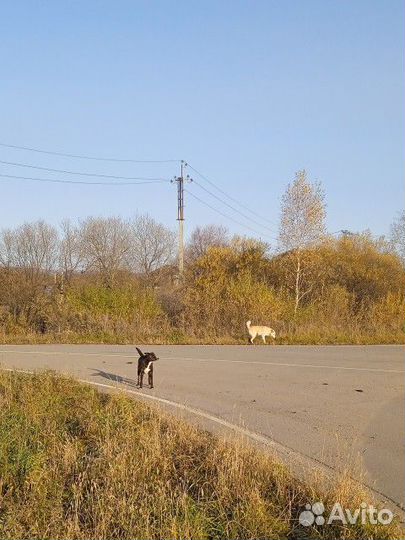 Пёс в добрые руки