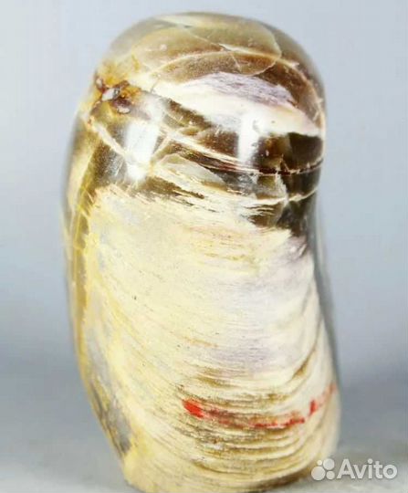 Окаменелая древесина «ксилолит» минерал