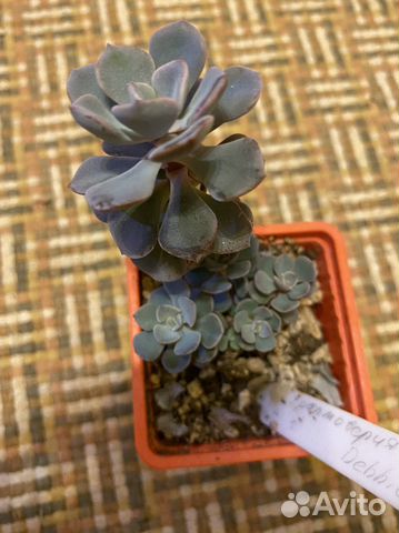 Граптоверия debby