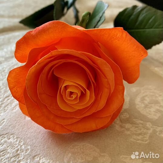 Вечные розы. Роза из фомирана. Ручная работа