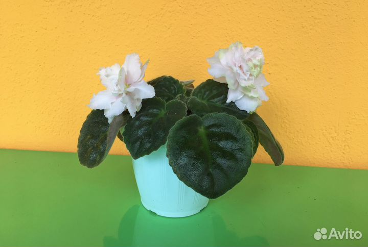 Сортовые фиалки