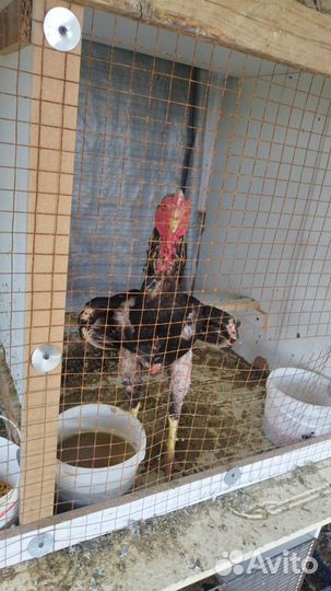 Бойцовые петухи