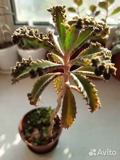 Каланхоэ,разные виды