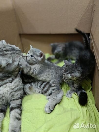 Шотландские кошечка