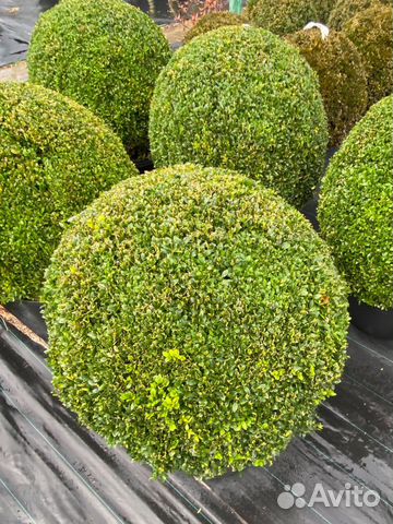 Самшит шар и куст