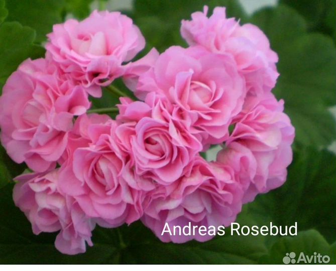 Пеларгонии сортовые