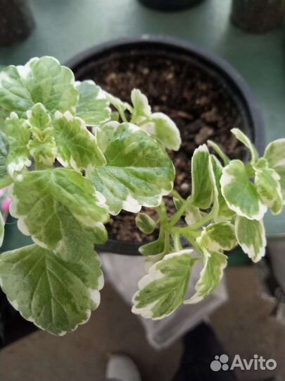 Плекрантус