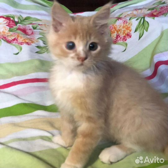 Отдам в добрые руки