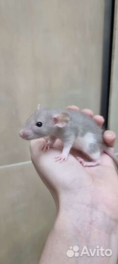 Крысята крысы дамбо стандарт фавн сиам