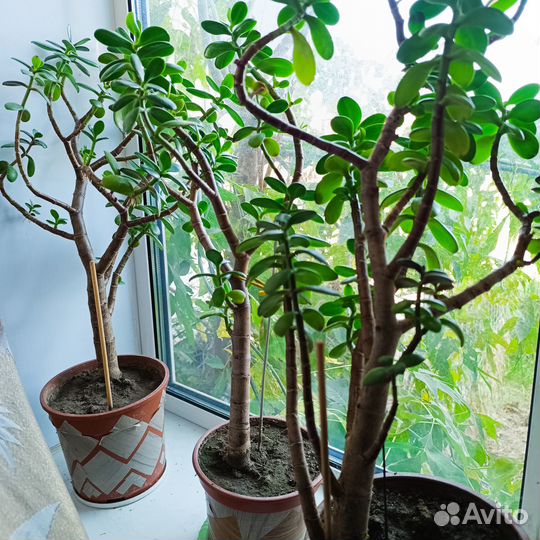 Толстянка. Крассула. Денежное дерево