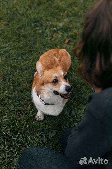 Выгульщик собак